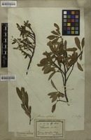 Filed as Prunus pumila L. [family ROSACEAE]