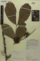 Isotype of Maniltoa basifoliola Verdc. [family FABACEAE]