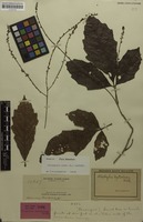 Holotype of Allophylus leptocladus Radlk. [family SAPINDACEAE]