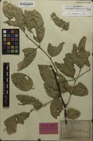 Holotype of Aphania longipes Radlk. [family SAPINDACEAE]