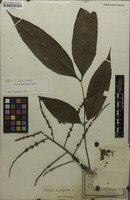 Syntype of Talisia acutifolia Radlk. [family SAPINDACEAE]