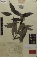 Paratype of Guioa discolor Radlk. [family SAPINDACEAE]