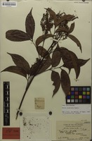 Lectotype of Guioa acuminata Radlk. [family SAPINDACEAE]