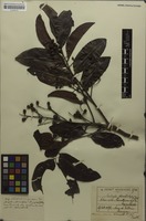 Isosyntype of Matayba stenodictya Radlk. [family SAPINDACEAE]