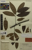 Holotype of Guioa multipunctata Radlk. [family SAPINDACEAE]