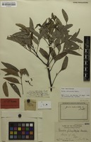 Lectotype of Guioa reticulata Radlk. [family SAPINDACEAE]