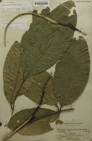 Syntype of Rhysotoechia striata Radlk. [family SAPINDACEAE]