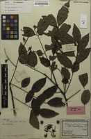 Isotype of Toechima plurinerve Radlk. [family SAPINDACEAE]