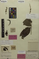 Syntype of Harpullia petiolaris Radlk. [family SAPINDACEAE]