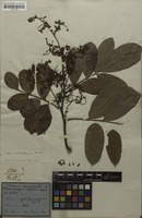 Filed as Machaerium macrophyllum Benth. [family FABACEAE]