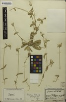 Syntype of Gomphrena basilanata Suess. [family AMARANTHACEAE]