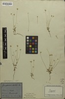 Syntype of Gomphrena debilis Mart. [family AMARANTHACEAE]