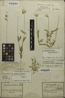 Original material of Gomphrena desertorum Mart. [family AMARANTHACEAE]