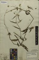 Isotype of Hebanthe holosericea Mart. [family AMARANTHACEAE]