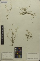 Holotype of Gomphrena macrorhiza Mart. [family AMARANTHACEAE]