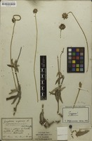Holotype of Gomphrena nigricans Mart. [family AMARANTHACEAE]