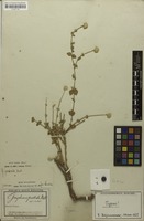 Original material of Gomphrena prostrata Mart. [family AMARANTHACEAE]