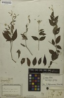 Syntype of Gomphrena vaga Mart. [family AMARANTHACEAE]