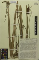 Type? of Typha laxmannii var. getica Morariu [family TYPHACEAE]