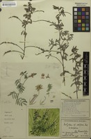 Filed as Indigofera setiflora Baker [family FABACEAE]
