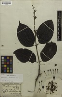 Isotype of Banisteria erianthera A.Juss. [family MALPIGHIACEAE]