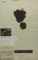 Isotype of Banisteria virgultosa Mart. ex A.Juss. [family MALPIGHIACEAE]