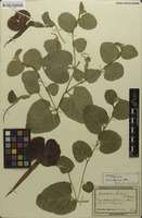 Original material of Aristolochia lindneri A.Berger [family ARISTOLOCHIACEAE]