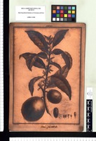 Achras caimito. Copperplate from the Flora Peruviana et Chilensis publication (1792-1822)