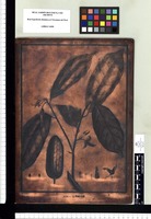 Annona conica. Copperplate from the Flora Peruviana et Chilensis publication (1792-1822)
