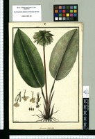 Maranta capitata / Galvez. Original drawing from Ruiz & Pavón Expedition (1777-1816)