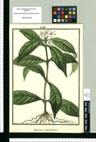 Jasminum simplicifolium / Galvez. Original drawing from Ruiz & Pavón's Expedition (1777-1816)