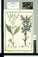 Justicia tenuiflora y Columellia obovata / Galvez delin. Original drawing from Ruiz & Pavón's Expedition (1777-1816)
