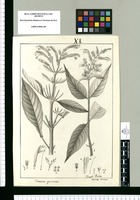 Dianthera appendiculata y Justicia racemosa / Joseph Rubio. Original drawing from Ruiz & Pavón's Expedition (1777-1816)