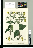 Calceolaria involuta y Calceolaria bicrenata / Isid[ro] Galvez. delin. Original drawing from Ruiz & Pavón's Expedition (1777-1816)