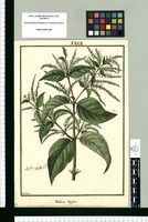 Verbena virgata / Galvez. Original drawing from Ruiz & Pavón's Expedition (1777-1816)