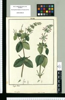 Salvia galeata y Salvia incurvata / Joseph Rubio. Original drawing from Ruiz & Pavón's Expedition (1777-1816)