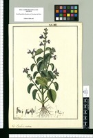 Salvia violacea / Fran[cis]co Pulgar. Original drawing from Ruiz & Pavón's Expedition (1777-1816)