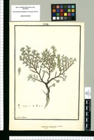 Margyricarpus setosus / Ysidro de Galvez. Original drawing from Ruiz & Pavón's Expedition (1777-1816)