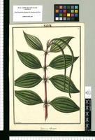 Peperomia tetragona / Fran[cis]co Pulgar. Original drawing from Ruiz & Pavón's Expedition (1777-1816)