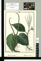 Peperomia variegata y Peperomia striata / Ysidro de Galvez. Original drawing from Ruiz & Pavón's Expedition (1777-1816)