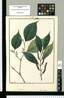 Piper callosum y Piper obovatum / Ysidro de Galvez. Original drawing from Ruiz & Pavón's Expedition (1777-1816)