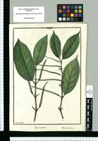 Piper punctatum y Piper secundum / Ysidro de Galvez. Original drawing from Ruiz & Pavón's Expedition (1777-1816)
