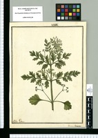 Valeriana laciniata / Ysidro Gálbez. Original drawing from Ruiz & Pavón's Expedition (1777-1816)