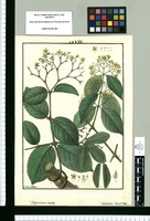 Hippocratea viridis; Anthodon decussatum / Isidro de Galvez. Original drawing from Ruiz & Pavón's Expedition (1777-1816)