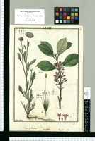 Boopis spathulata, Xyris subulata y Aegiphila multiflora / Isidro de Galvez. Original drawing from Ruiz & Pavón's Expedition (1777-1816)