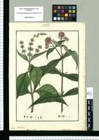 Buddleja spicata y Buddleja connata / Rubio. Original drawing from Ruiz & Pavón's Expedition (1777-1816)