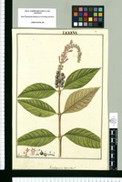 Gonzalagunia dependens / Fran[cis]co Pulgar. Original drawing from Ruiz & Pavón's Expedition (1777-1816)