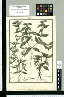 Spermacoce gracilis, Richardia pilosa y Spermacoce assurgens / I[idro] Galvez del. Original drawing from Ruiz & Pavón's Expedition (1777-1816)
