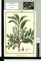 Embotrium [sic] pinnatum / Brunete. Original drawing from Ruiz & Pavón's Expedition (1777-1816)