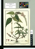 Gonzalagunia dependens y Isnardia subhastata / I[sidro] Galvez. Original drawing from Ruiz & Pavón's Expedition (1777-1816)
